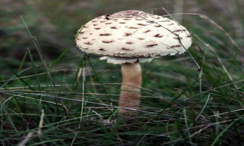 Zdjcie BIAORU / Brasaw / Okolice jeziora Strusto / Grzybek