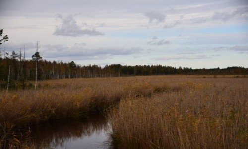 Zdj�cie BIA�ORU� / Okr�g Mi�ski  / Puszcza Nalibocka / W dolinie rzeki