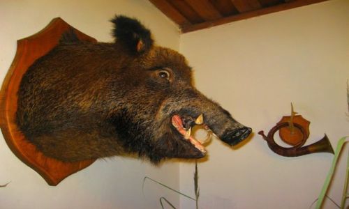 Zdjecie BIAORU / Nowogrdzki / Zaosie / eksponat z muzeum w Zaosiu