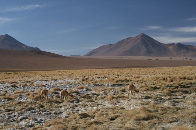 Zdjęcia: okolice Solar Uyuni, Altiplano, Pasące sie Vikunie, BOLIWIA Zdjęcia: okolice Solar Uyuni, Altiplano, Pasące sie Vikunie, BOLIWIA