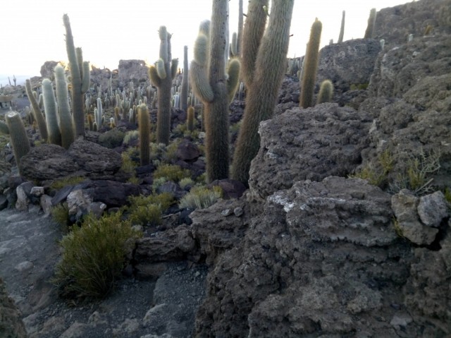 Zdj cia: Wyspa Incahuasi, Salar de Uyuni, CHILE I BOLIWIA - SAMOTNIE I INTENSYWNIE, BOLIWIA Zdj cia: Wyspa Incahuasi, Salar de Uyuni, CHILE I BOLIWIA - SAMOTNIE I INTENSYWNIE, BOLIWIA