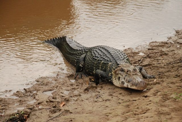 Zdjęcia: gdzieś na pampie , rurrenabaque, Aligator, BOLIWIA Zdjęcia: gdzieś na pampie , rurrenabaque, Aligator, BOLIWIA