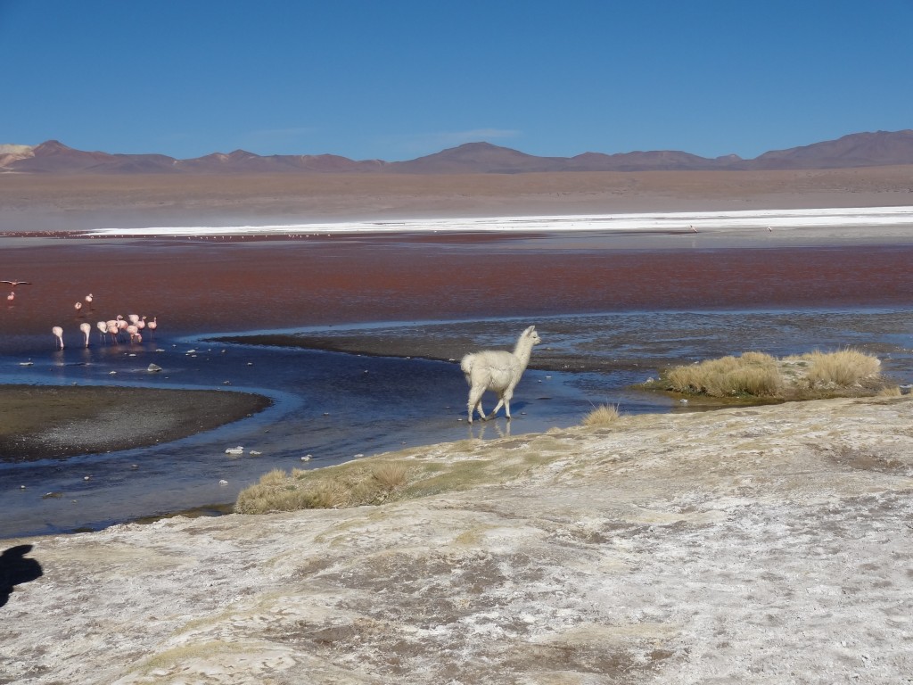 Zdjęcia: pustynia, Uyuni, Laguna Rojo, BOLIWIA Zdjęcia: pustynia, Uyuni, Laguna Rojo, BOLIWIA