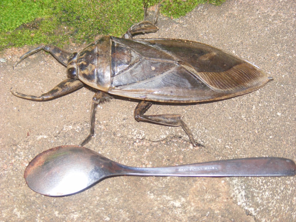 Zdjęcia: Concepcion, Santa Cruz, Robaczek, BOLIWIA Zdjęcia: Concepcion, Santa Cruz, Robaczek, BOLIWIA