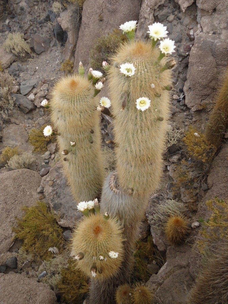 Zdjęcia: Salar de Uyuni, Potosi, Kaktus ...., BOLIWIA Zdjęcia: Salar de Uyuni, Potosi, Kaktus ...., BOLIWIA