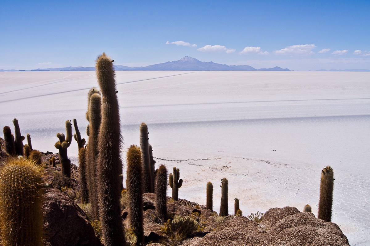 Zdjęcia: Salar de Uyuni / Incahuasi Island, Altiplano, Sól i kaktusy, BOLIWIA Zdjęcia: Salar de Uyuni / Incahuasi Island, Altiplano, Sól i kaktusy, BOLIWIA
