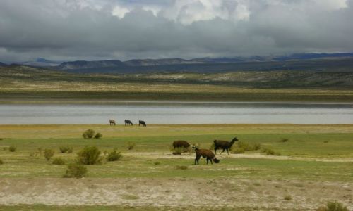 Zdjcie BOLIWIA / Okolice  La Paz / Okolice  La Paz / Pastwisko