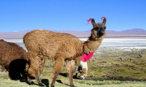Zdjecie BOLIWIA / - / Salar de Uyuni / Strojnisia