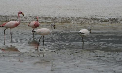 Zdjęcie BOLIWIA / Solar Uyuni / Laguna Hedionda / Flamingi