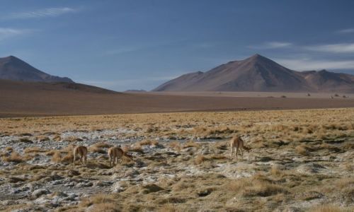 Zdj�cie BOLIWIA / Altiplano / okolice Solar Uyuni / Pas�ce sie Vikunie