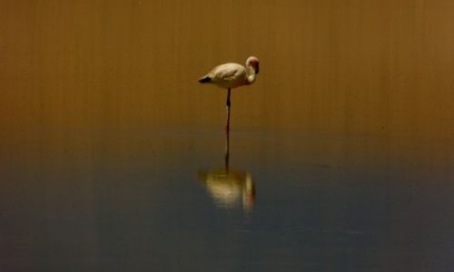 Zdjęcie BOLIWIA / Poludniowo zachodnia Boliwa / E. Avaroa Rezerwat / Flaming