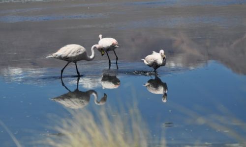 Zdjecie BOLIWIA / Altiplano / Laguna / Flamingii