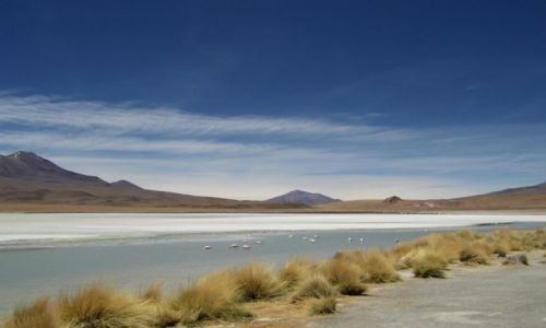Zdjecie BOLIWIA / Salar Uyuni / Laguna Canapa / Azul