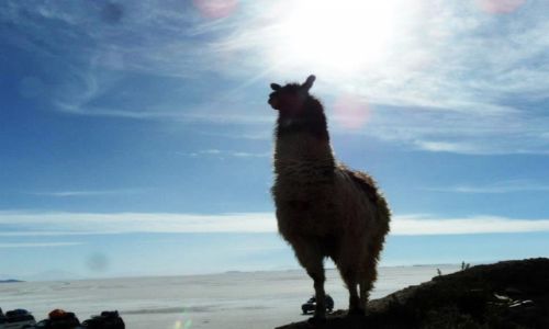 Zdjcie BOLIWIA / Uyuni / Uyuni / krol lama