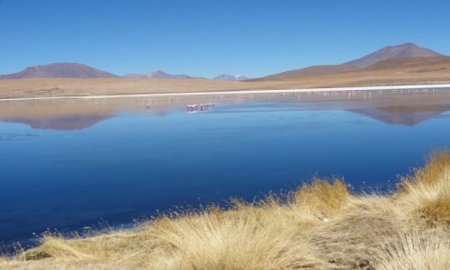 Zdjcie BOLIWIA / Uyuni / pustynia / Laguna Azul