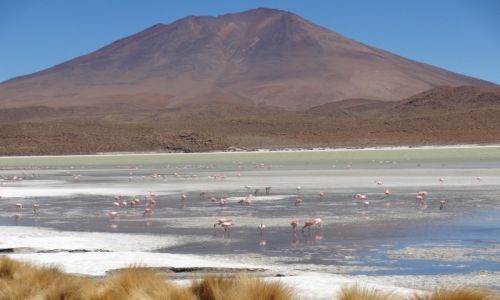 Zdjecie BOLIWIA / Uyuni / pustynia / Laguna Verde