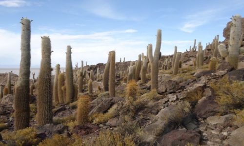 Zdjcie BOLIWIA / Potosi / Salar de Uyuni / Isla Incahuasi