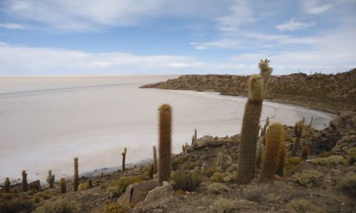 Zdjecie BOLIWIA / Potosi / Salar de Uyuni / Isla Incahuasi