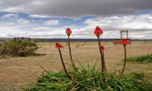 Zdjecie BOLIWIA / La Paz / Tiwanaku (Tiahuanako) / Kwiatki ...