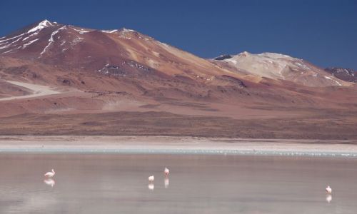Zdjcie BOLIWIA / Poudniowa Boliwia przy granicy z Chile / Okolice Uyuni / Laguna Blanca