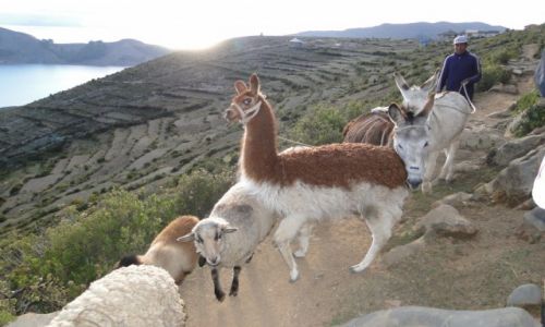 Zdjecie BOLIWIA / - / Wyspa Słońca / PAPARAZZO