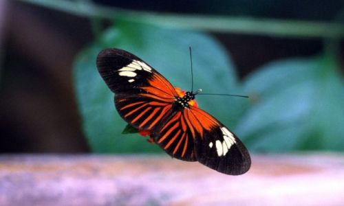 Zdjcie BOLIWIA / Alto Madidi / Alto Madidi / motyl