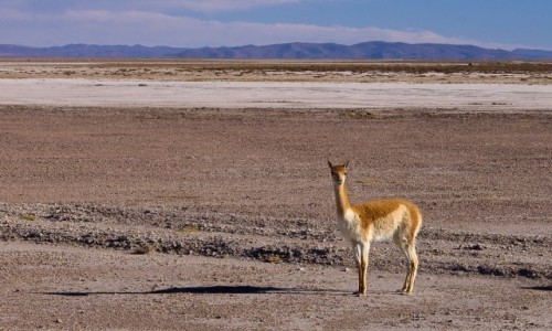 Zdjcie BOLIWIA / Altiplano / okolice Salar de Uyuni / Wikunia, najszlachetniejsza z kopytnych