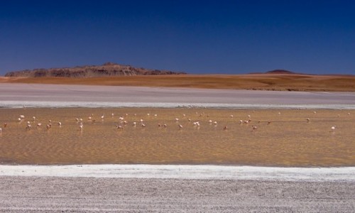 Zdjcie BOLIWIA / Altiplano / laguna po drodze / ycie na lagunie