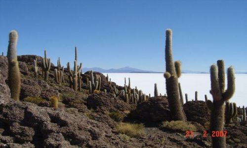Zdjecie BOLIWIA / Salar de Uyuni / pustynia solna / pustynia solna