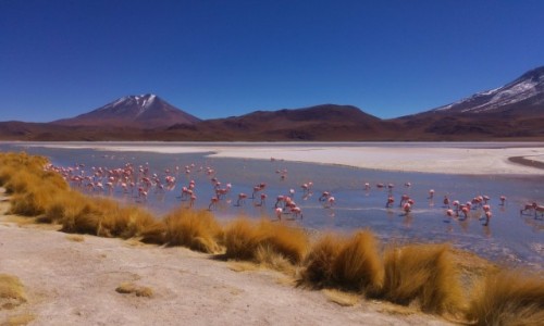 Zdjecie BOLIWIA / Altiplano / Laguna Cañapa / Laguna Cañapa