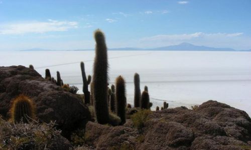 Zdjcie BOLIWIA / Solar de Uyuni / Solar de Uyuni / Isla del Pescadores