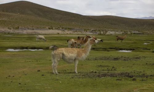 Zdjęcie BOLIWIA / brak / Mallcu Villa Mar / Lama
