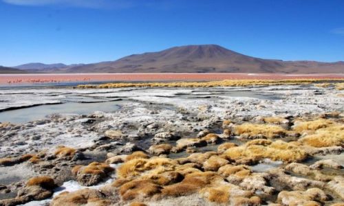 Zdjcie BOLIWIA / Salar de Uyuni / Laguna Colorada / Laguna Colorada