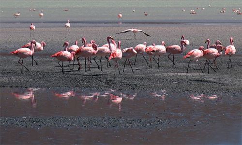 Zdjecie BOLIWIA / Salar de Uyuni / Laguna Colorada / Flamingi