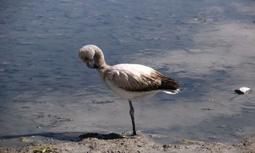 Zdjecie BOLIWIA / Salar de  Uyuni / Laguna Colorada / Flamingi