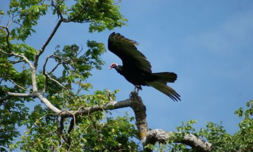 Zdjęcie BOLIWIA / Gdzieś / w Amazoni / Sęp czekający na padlinę