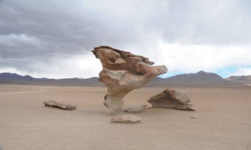 Zdjęcie BOLIWIA / altiplano / salar de uyunii / kamienne drzewo