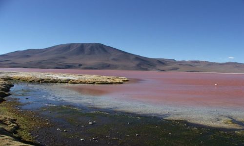 Zdjecie BOLIWIA / - / Pustynia Atacama / Laguna Colorada