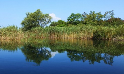 Zdjcie BONIA i HERCEGOWINA / Delta Neretwy  / Hutovo Blato, rezerwat przyrody / Trzciny