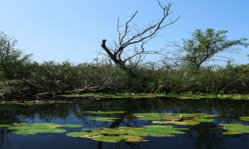 Zdjcie BONIA i HERCEGOWINA / Delta Neretwy  / Hutovo Blato, rezerwat przyrody / Natura