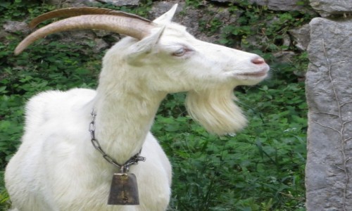 Zdjecie BONIA i HERCEGOWINA / - / Pe Mlini / z ostronoci...