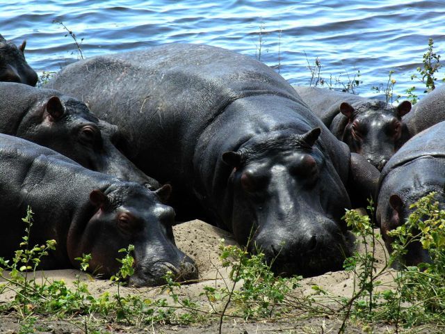Zdjęcia: Chobe National Park, Hipcie, BOTSWANA Zdjęcia: Chobe National Park, Hipcie, BOTSWANA