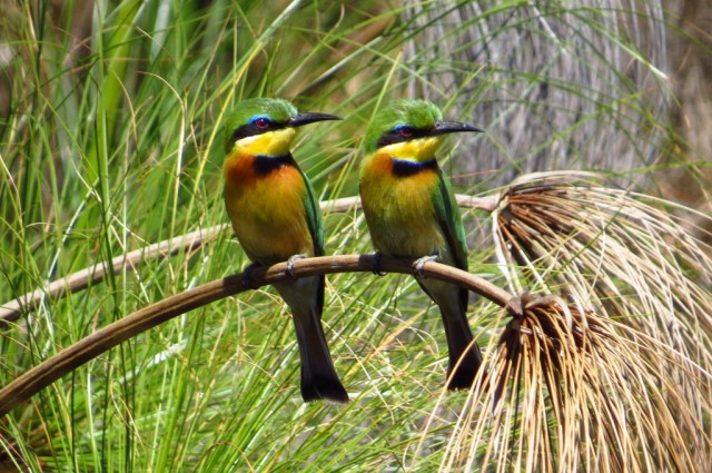 Zdj cia: Guma Lagoon, Delta Okawango, ony mae, BOTSWANA