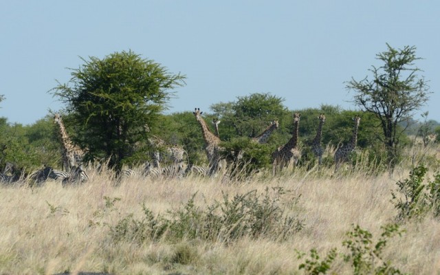 Zdj cia: okolice Kasane, Stadko przy drodze, BOTSWANA