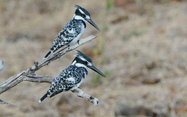 Zdj cia: Rzeka Chobe, Rybaczki srokate, BOTSWANA