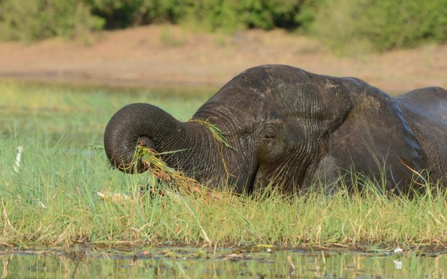 Zdj cia: Rzeka Chobe, Kpiel sonia, BOTSWANA