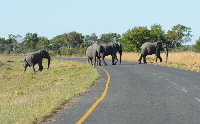 Zdj cia: Park Chobe, Sonie w Parku Chobe, BOTSWANA