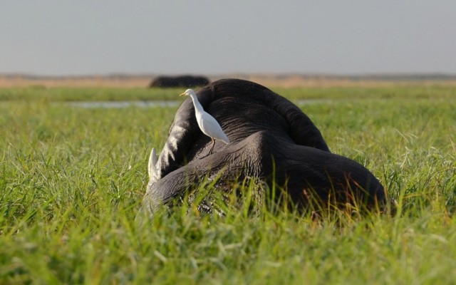 Zdj cia: Park Chobe, Czapla zotawa, BOTSWANA