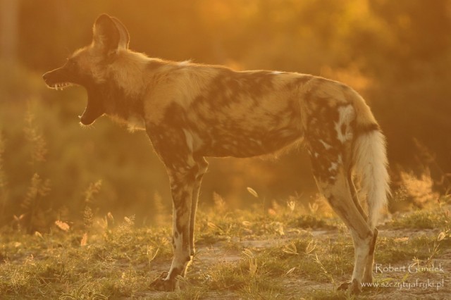 Zdj cia: Moremi Game Reserve, Moremi Game Reserve, Krzyk, BOTSWANA