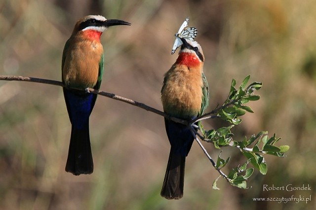 Zdj cia: Delta Okavango, Delta Okavango, ony biaoczelne, BOTSWANA